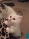 Persian Cats for sale in Milwaukee, WI, USA. price: $500
