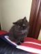 Persian Cats for sale in Worcester, MA, USA. price: $650