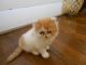 Persian Cats for sale in Anderson, SC, USA. price: NA