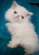 Persian Cats for sale in Apache Junction, AZ, USA. price: $600