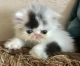 Persian Cats for sale in Phoenix, AZ, USA. price: $800