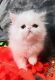 Persian Cats for sale in Apache Junction, AZ, USA. price: $700