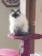 Persian Cats for sale in Stoughton, WI 53589, USA. price: $400