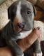 Peruvian Hairless Puppies for sale in Los Angeles, CA, USA. price: NA