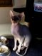 Peterbald Cats for sale in Methuen, MA, USA. price: $1,850