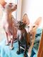 Peterbald Cats for sale in Roseville Pkwy, Roseville, CA 95678, USA. price: $700