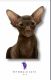 Peterbald Cats for sale in New York, NY, USA. price: $1,500