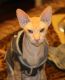 Peterbald Cats for sale in Methuen, MA, USA. price: $1,290
