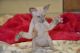 Peterbald Cats for sale in San Diego, CA 92130, USA. price: $1,500