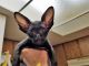 Peterbald Cats for sale in San Diego, CA 92130, USA. price: $1,600