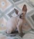 Peterbald Cats for sale in Methuen, MA, USA. price: $1,390