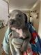 Petit Bleu de Gascogne Puppies for sale in Madison, TN 37115, USA. price: NA