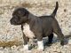 Petit Bleu de Gascogne Puppies for sale in CA-111, Rancho Mirage, CA 92270, USA. price: NA