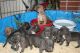 Petit Gascon Saintongeois Puppies for sale in Portland, OR, USA. price: NA