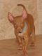 Pharaoh Hound Puppies for sale in Seattle, WA, USA. price: NA