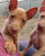 Pharaoh Hound Puppies for sale in Chico, CA, USA. price: NA