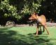 Pharaoh Hound Puppies for sale in Los Angeles, CA 90012, USA. price: NA