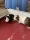 Pig Animals for sale in Groveland, FL, USA. price: $50