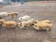 Pig Animals for sale in St Stephen, SC 29479, USA. price: NA