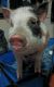 Pig Animals for sale in Vancouver, WA 98661, USA. price: $300