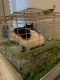 Pig Animals for sale in Baton Rouge, Louisiana. price: NA