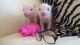 Pig Animals for sale in DeLand, FL, USA. price: $300