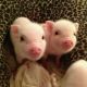 Pig Animals for sale in Tampa, FL, USA. price: $400