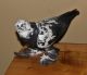 Pigeon Birds for sale in UPPR MORELAND, PA 19040, USA. price: $25