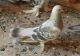 Pigeon Birds for sale in Sterling Heights, MI, USA. price: NA