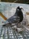 Pigeon Birds for sale in Bay City, MI, USA. price: NA