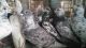 Pigeon Birds for sale in North East, PA 16428, USA. price: NA