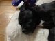 Pitsky Puppies for sale in Detroit, MI, USA. price: $500