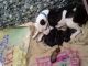 Pitsky Puppies for sale in Thrissur, Kerala, India. price: 25000 INR