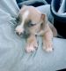 Pitsky Puppies for sale in Kissimmee, FL, USA. price: $400
