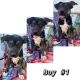 Pitsky Puppies for sale in Spring Hill, FL, USA. price: NA