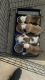 Pitsky Puppies for sale in Hallandale Beach, FL 33009, USA. price: $500