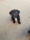 Pitsky Puppies for sale in Tool, TX 75143, USA. price: $30
