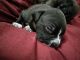 Pitsky Puppies for sale in Shelbyville, MI 49344, USA. price: NA