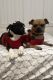 Pitsky Puppies for sale in Orlando, FL, USA. price: $500