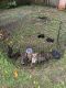 Pitsky Puppies for sale in Tampa, FL, USA. price: $150