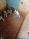 Pitsky Puppies for sale in 15483 M-140, South Haven, MI 49090, USA. price: $30
