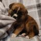 Pitsky Puppies for sale in Plant City, FL, USA. price: $200