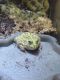 Pixie Frog Amphibians