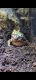 Pixie Frog Amphibians