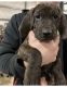 Plott Hound Puppies for sale in Lenox, PA 18826, USA. price: $400