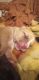 Plott Hound Puppies for sale in Palatka, FL 32177, USA. price: $50