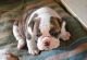 Plott Hound Puppies for sale in Texas City, TX, USA. price: $1,000