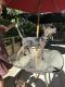 Plott Hound Puppies for sale in La Habra Heights, CA, USA. price: $1,000