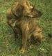Plott Hound Puppies for sale in Fayetteville, NC, USA. price: NA