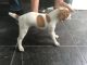 Plummer Terrier Puppies for sale in Minneapolis, MN, USA. price: NA